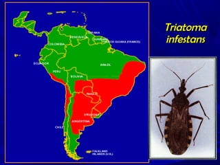 Triatoma
infestans

 