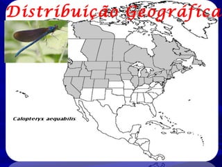 Distribuição Geográfica

 