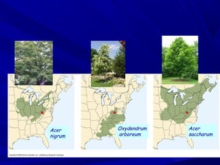 Acer
nigrum

Oxydendrum
arboreum

Acer
saccharum

 
