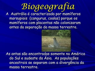 Biogeografia

A Austrália é caracterizada por mamíferos
marsupiais (cangurus, coalas) porque os
mamíferos com placentas não colonizaram
antes da separação da massa terrestre.

As antas são encontradas somente na América
do Sul e sudeste da Ásia. As populações
ancestrais se separam com a divergência da
massa terrestre.

 
