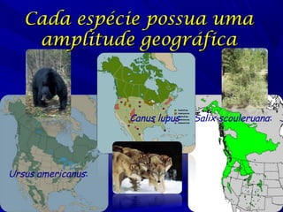 Cada espécie possua uma
amplitude geográfica

Canus lupus

Ursus americanus:

Salix scouleruana:

 