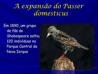 A expansão do Passer
domesticus
Em 1890, um grupo
de fãs de
Shakespeare soltou
120 indivíduos no
Parque Central da
Nova Iorque

 