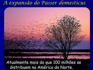 A expansão do Passer domesticus

Atualmente mais do que 100 milhões se
distribuem na América do Norte.

 
