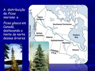 A distribuição
de Picea
mariana e

Picea glauca em
Canadá,
destacando a
limite do norte
dessas árvores

 