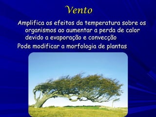 Vento
Amplifica os efeitos da temperatura sobre os
organismos ao aumentar a perda de calor
devido a evaporação e convecção
Pode modificar a morfologia de plantas

 