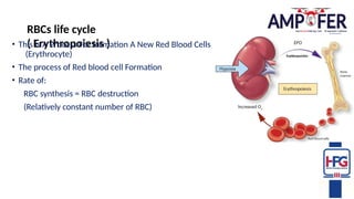Walker Process Rbc Ampofer training iron deficiency anaemiamanagement2024.pptx