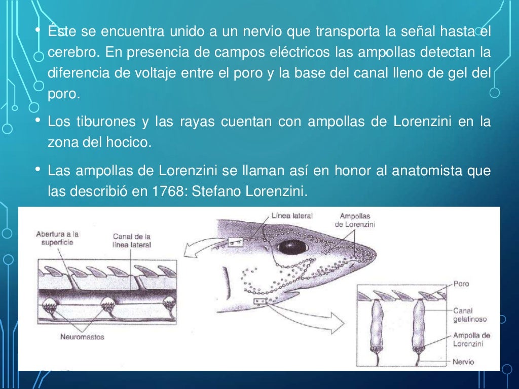 Órganos Electroreceptores de los Tiburones (Ampollas de Lorenzini)