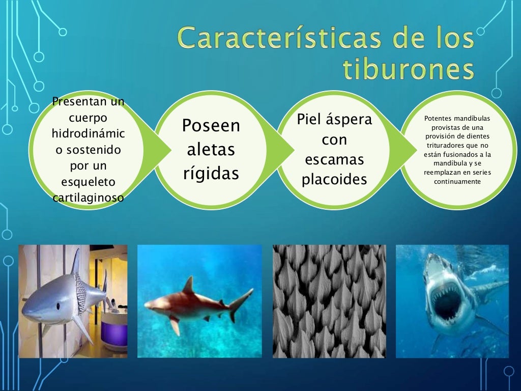 Órganos Electroreceptores de los Tiburones (Ampollas de Lorenzini)
