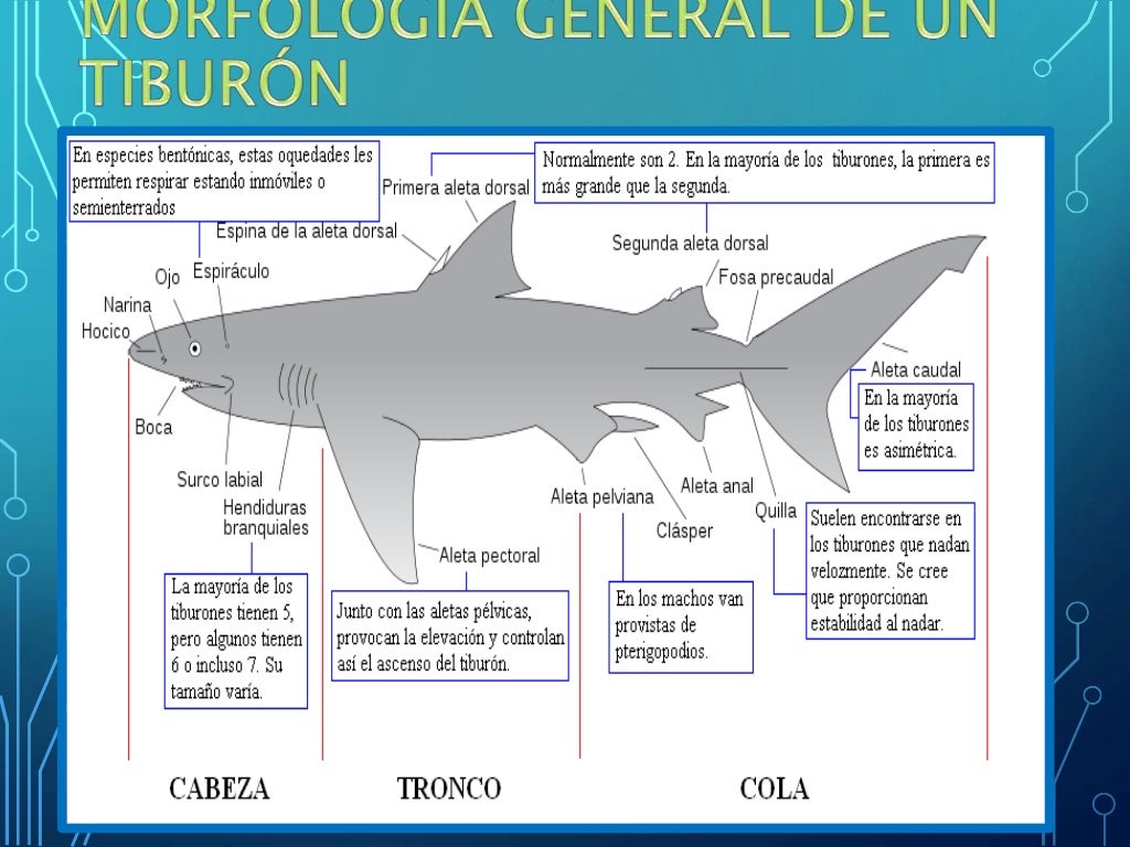 Órganos Electroreceptores de los Tiburones (Ampollas de Lorenzini)