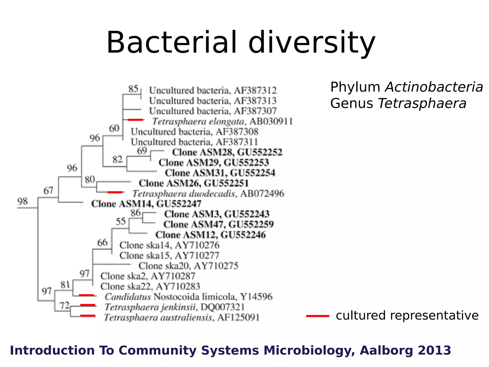 Bacterial diversity
Phylum Actinobacteria
Genus Tetrasphaera

cultured representative
Introduction To Community Systems Microbiology, Aalborg 2013

 