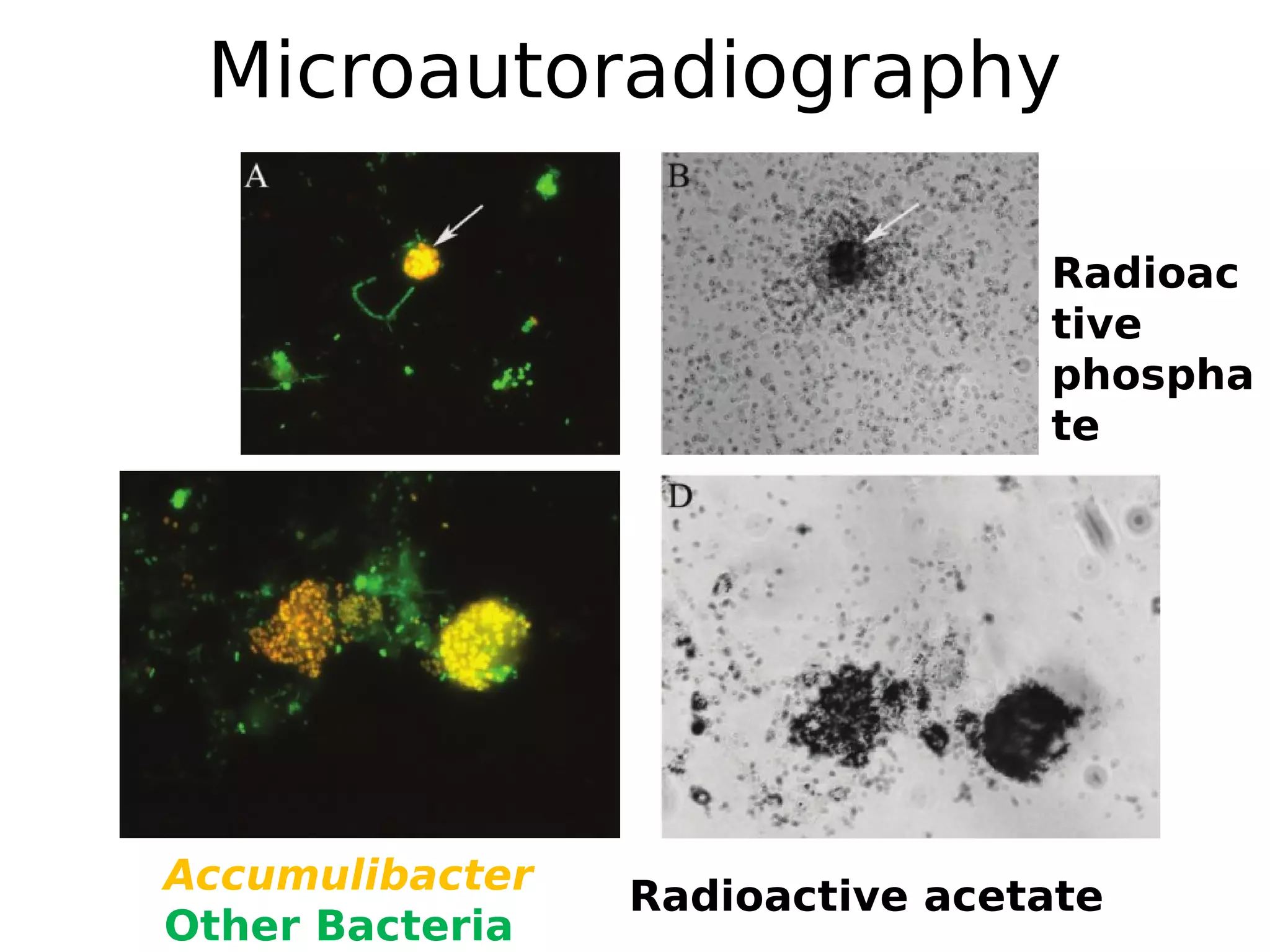 Microautoradiography
Radioac
tive
phospha
te

Accumulibacter
Radioactive Aalborg 2013
Introduction To Community Systems Microbiology,acetate
Other Bacteria

 