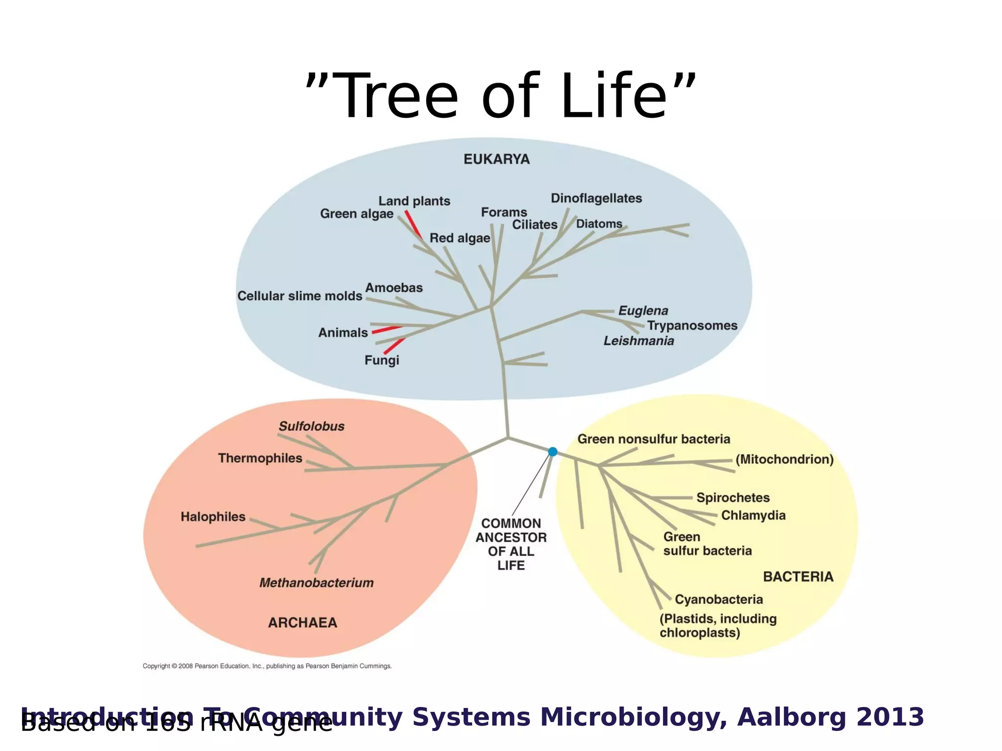 ”Tree of Life”

Introduction rRNA gene
Based on 16S To Community Systems Microbiology, Aalborg 2013

 