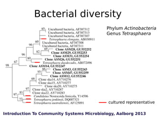 Bacterial diversity
Phylum Actinobacteria
Genus Tetrasphaera

cultured representative
Introduction To Community Systems Mi...