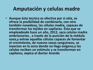 Amputación y celulas madre
• Aunque ésta tecnica es efectiva por sí sóla, se
ofrece la posibilidad de combinarla, con otra
también novedosa, las células madre, capaces de
transformar los tejidos en capilares. Ésta que se
empleadesde hace un año, 2012, saca celulas madre
embrionarias , a través de la punción de la médula
osea,y extrae aquellas células capaces de fomentar
el crecimiento, de nuevos vasos sanguíneos, se
inyectan en la zona donde no llega oxígeno,y las
celulas reciben un estímulo y se transforman en
capilares, expica el doctor Aranda
 
