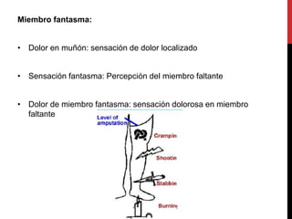 Miembro fantasma:
• Dolor en muñón: sensación de dolor localizado
• Sensación fantasma: Percepción del miembro faltante
• Dolor de miembro fantasma: sensación dolorosa en miembro
faltante
 