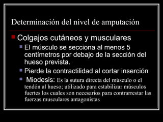 Determinación del nivel de amputación 
 Colgajos cutáneos y musculares 
 El músculo se secciona al menos 5 
centímetros por debajo de la sección del 
hueso prevista. 
 Pierde la contractilidad al cortar inserción 
 Miodesis: Es la sutura directa del músculo o el 
tendón al hueso; utilizado para estabilizar músculos 
fuertes los cuales son necesarios para contrarrestar las 
fuerzas musculares antagonistas 
 