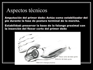 Aspectos técnicos 
Amputación del primer dedo: Actúa como estabilizador del 
pie durante la fase de postura terminal de la marcha. 
Estabilidad: preservar la base de la falange proximal con 
la inserción del flexor corto del primer dedo 
 
