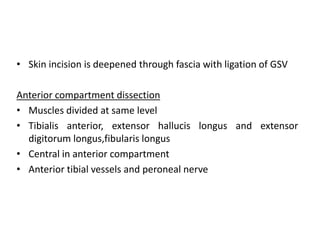 • Skin incision is deepened through fascia with ligation of GSV
Anterior compartment dissection
• Muscles divided at same level
• Tibialis anterior, extensor hallucis longus and extensor
digitorum longus,fibularis longus
• Central in anterior compartment
• Anterior tibial vessels and peroneal nerve
 