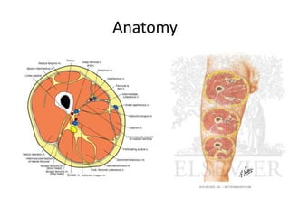 Anatomy
 