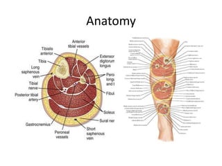 Anatomy
 