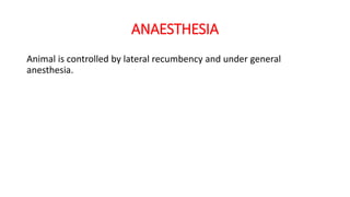ANAESTHESIA
Animal is controlled by lateral recumbency and under general
anesthesia.
 
