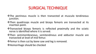 SURGICAL TECHNIQUE
The pectineus muscle is then transected at musculo tendineous
junction.
Then quadriceps muscle and biceps femoris are transected at its
insertion point.
Transected biceps femoris is reflected proximally and the sciatic
nerve is identified where it is served.
Then semimembranous, semitendinous and adductor muscle are
transected at level of mid femur.
Femur is then cut by bone saw and leg is removed.
Hemorrhage should be checked
 