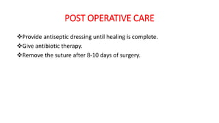 POST OPERATIVE CARE
Provide antiseptic dressing until healing is complete.
Give antibiotic therapy.
Remove the suture after 8-10 days of surgery.
 