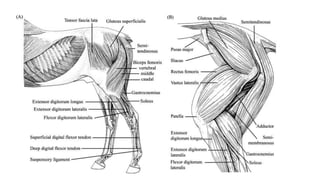 Amputation of hindlimb