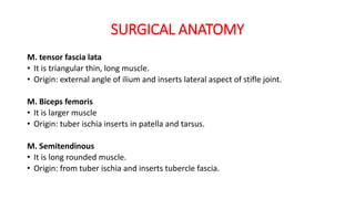 SURGICAL ANATOMY
M. tensor fascia lata
• It is triangular thin, long muscle.
• Origin: external angle of ilium and inserts lateral aspect of stifle joint.
M. Biceps femoris
• It is larger muscle
• Origin: tuber ischia inserts in patella and tarsus.
M. Semitendinous
• It is long rounded muscle.
• Origin: from tuber ischia and inserts tubercle fascia.
 