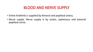 BLOOD AND NERVE SUPPLY
• Entire hindlimb is supplied by femoral and popliteal artery.
• Nerve supply: Nerve supply is by sciatic, saphenous and external
popliteal nerve.
 