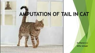 AMPUTATION OF TAIL IN CAT
Dr.Sharon A J
MVSc Schoalr
 