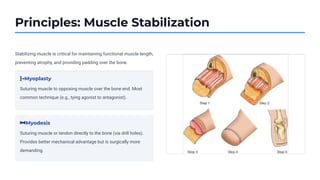 Principles: Muscle Stabilization
Stabilizing muscle is critical for maintaining functional muscle length,
preventing atrophy, and providing padding over the bone.
Myoplasty
Suturing muscle to opposing muscle over the bone end. Most
common technique (e.g., tying agonist to antagonist).
Myodesis
Suturing muscle or tendon directly to the bone (via drill holes).
Provides better mechanical advantage but is surgically more
demanding.
 