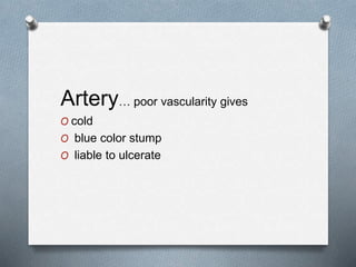Artery… poor vascularity gives
O cold
O blue color stump
O liable to ulcerate
 