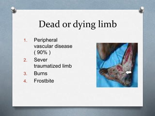 Dead or dying limb
1. Peripheral
vascular disease
( 90% )
2. Sever
traumatized limb
3. Burns
4. Frostbite
 