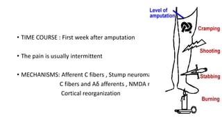 • TIME COURSE : First week after amputation
• The pain is usually intermittent
• MECHANISMS: Afferent C fibers , Stump neuromas
C fibers and Aδ afferents , NMDA receptor
Cortical reorganization
 