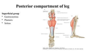 Posterior compartment of leg
Superficial group
• Gastrocnemius
• Plantaris
• Soleus
 
