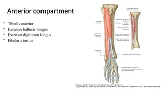 Anterior compartment
• Tibialis anterior
• Extensor hallucis longus
• Extensor digitorum longus
• Fibularis tertius
 