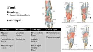 Foot
Dorsal aspect
• Extensor digitorum brevis
Plantar aspect
First layer Second layer Third layer Fourth layer
Abductor
hallucis
Flexor digitorum
Brevis
Abductor digiti
Minimi
Quadratus
plantae
Lumbricals
Flexor hallucis
Brevis
Adductor
hallucis
Flexor digiti
minimi
Brevis
Dorsal interossei
Plantar interossei
1 2
3 4
 