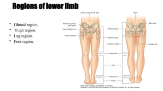 Regions of lower limb
• Gluteal region.
• Thigh region.
• Leg region.
• Foot region.
 