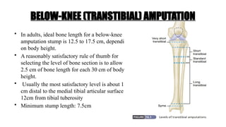 • In adults, ideal bone length for a below-knee
amputation stump is 12.5 to 17.5 cm, depending
on body height.
• A reasonably satisfactory rule of thumb for
selecting the level of bone section is to allow
2.5 cm of bone length for each 30 cm of body
height.
• Usually the most satisfactory level is about 15
cm distal to the medial tibial articular surface /
12cm from tibial tuberosity
• Minimum stump length: 7.5cm
BELOW-KNEE (TRANSTIBIAL) AMPUTATION
 