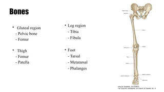 Bones
• Gluteal region
- Pelvic bone
- Femur
• Thigh
- Femur
- Patella
• Leg region
- Tibia
- Fibula
• Foot
- Tarsal
- Metatarsal
- Phalanges
 
