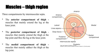 Muscles – thigh region
Three compartments by intermuscular septa.
• The anterior compartment of thigh -
muscles that mainly extend the leg at the
knee joint.
• The posterior compartment of thigh -
muscles that mainly extend the thigh at the
hip joint and flex the leg at the knee joint.
• The medial compartment of thigh -
muscles that mainly adduct the thigh at the
hip joint.
 