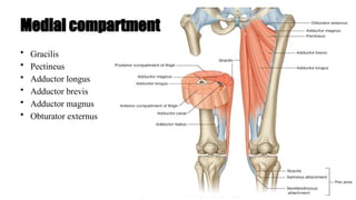 • Gracilis
• Pectineus
• Adductor longus
• Adductor brevis
• Adductor magnus
• Obturator externus
Medial compartment
 