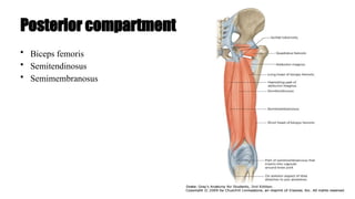 • Biceps femoris
• Semitendinosus
• Semimembranosus
Posterior compartment
 