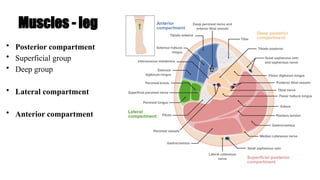 Muscles - leg
• Posterior compartment
• Superficial group
• Deep group
• Lateral compartment
• Anterior compartment
 