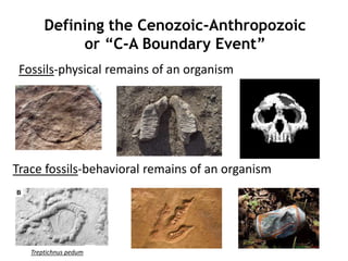 Fossils-physical remains of an organism
Defining the Cenozoic-Anthropozoic
or “C-A Boundary Event”
Trace fossils-behavioral remains of an organism
Treptichnus pedum
 