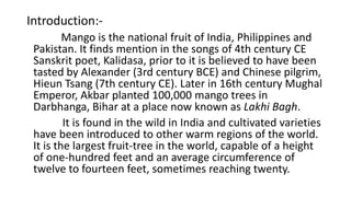 Introduction:- 
Mango is the national fruit of India, Philippines and 
Pakistan. It finds mention in the songs of 4th century CE 
Sanskrit poet, Kalidasa, prior to it is believed to have been 
tasted by Alexander (3rd century BCE) and Chinese pilgrim, 
Hieun Tsang (7th century CE). Later in 16th century Mughal 
Emperor, Akbar planted 100,000 mango trees in 
Darbhanga, Bihar at a place now known as Lakhi Bagh. 
It is found in the wild in India and cultivated varieties 
have been introduced to other warm regions of the world. 
It is the largest fruit-tree in the world, capable of a height 
of one-hundred feet and an average circumference of 
twelve to fourteen feet, sometimes reaching twenty. 
 
