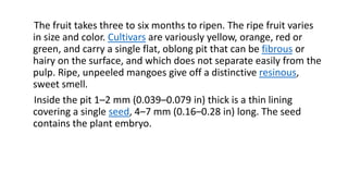 The fruit takes three to six months to ripen. The ripe fruit varies 
in size and color. Cultivars are variously yellow, orange, red or 
green, and carry a single flat, oblong pit that can be fibrous or 
hairy on the surface, and which does not separate easily from the 
pulp. Ripe, unpeeled mangoes give off a distinctive resinous, 
sweet smell. 
Inside the pit 1–2 mm (0.039–0.079 in) thick is a thin lining 
covering a single seed, 4–7 mm (0.16–0.28 in) long. The seed 
contains the plant embryo. 
 