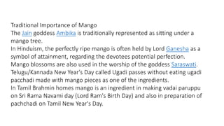 Traditional Importance of Mango 
The Jain goddess Ambika is traditionally represented as sitting under a 
mango tree. 
In Hinduism, the perfectly ripe mango is often held by Lord Ganesha as a 
symbol of attainment, regarding the devotees potential perfection. 
Mango blossoms are also used in the worship of the goddess Saraswati. 
Telugu/Kannada New Year's Day called Ugadi passes without eating ugadi 
pacchadi made with mango pieces as one of the ingredients. 
In Tamil Brahmin homes mango is an ingredient in making vadai paruppu 
on Sri Rama Navami day (Lord Ram's Birth Day) and also in preparation of 
pachchadi on Tamil New Year's Day. 
 
