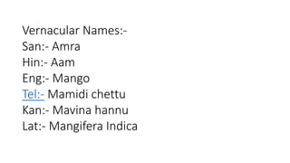 Vernacular Names:- 
San:- Amra 
Hin:- Aam 
Eng:- Mango 
Tel:- Mamidi chettu 
Kan:- Mavina hannu 
Lat:- Mangifera Indica 
 